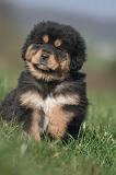 DOGUE DU TIBET 568